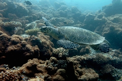 Velidhu - 2013_03_11 - IMG_0556rf_Tortue imbriquee_Kuda reef_Plongee